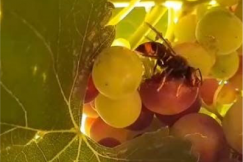 Vespa velutina: a menace for Western Iberian fruit production